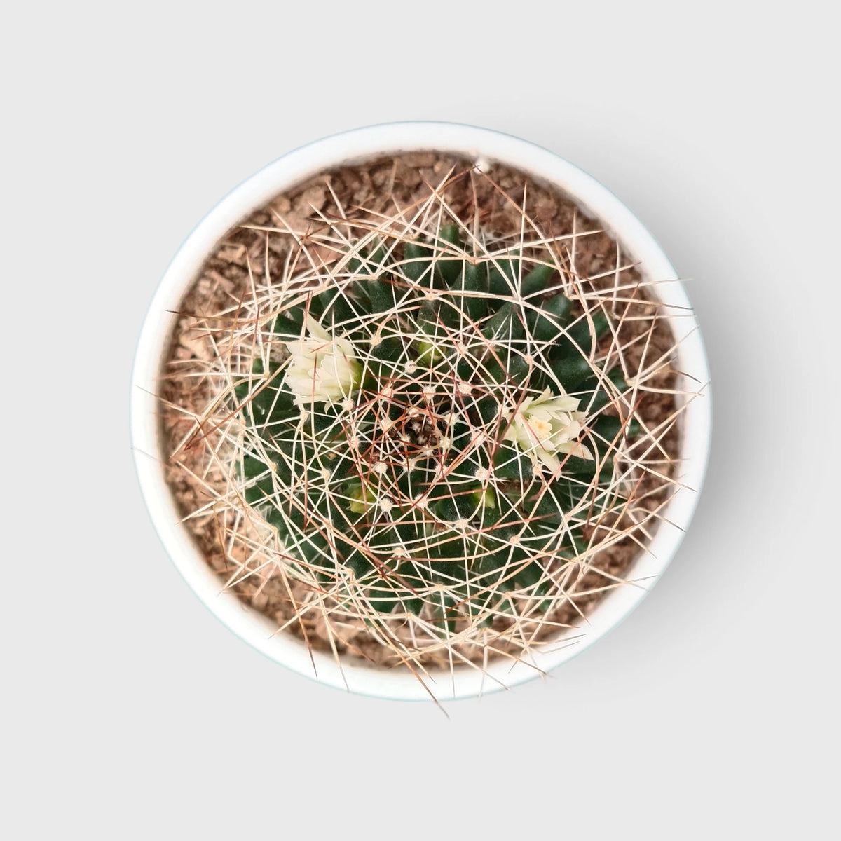 Mammillaria Decipiens (Bird's Nest Cactus) – Bristly Pincushion Cactus