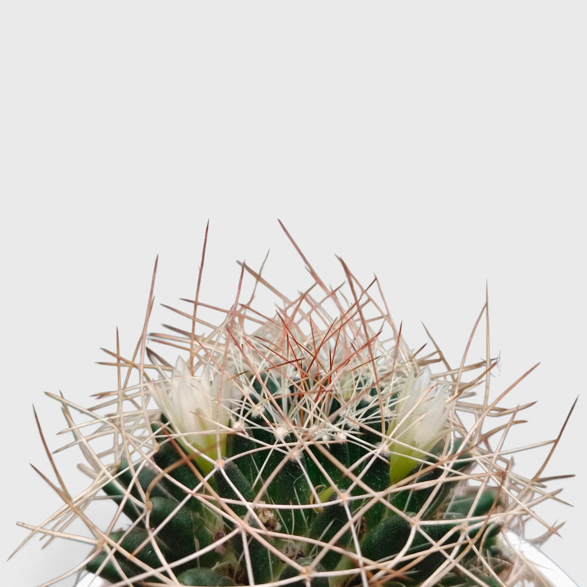 Mammillaria Decipiens (Bird's Nest Cactus) – Bristly Pincushion Cactus