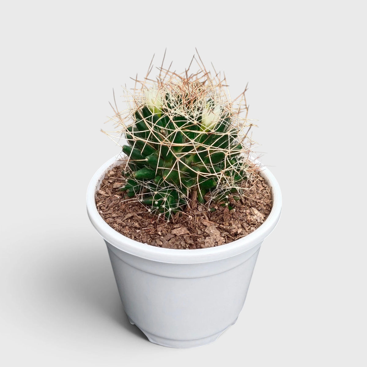 Mammillaria Decipiens (Bird's Nest Cactus) – Bristly Pincushion Cactus