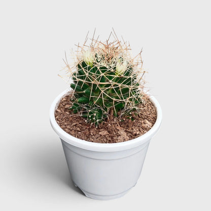 Mammillaria Decipiens (Bird's Nest Cactus) – Bristly Pincushion Cactus