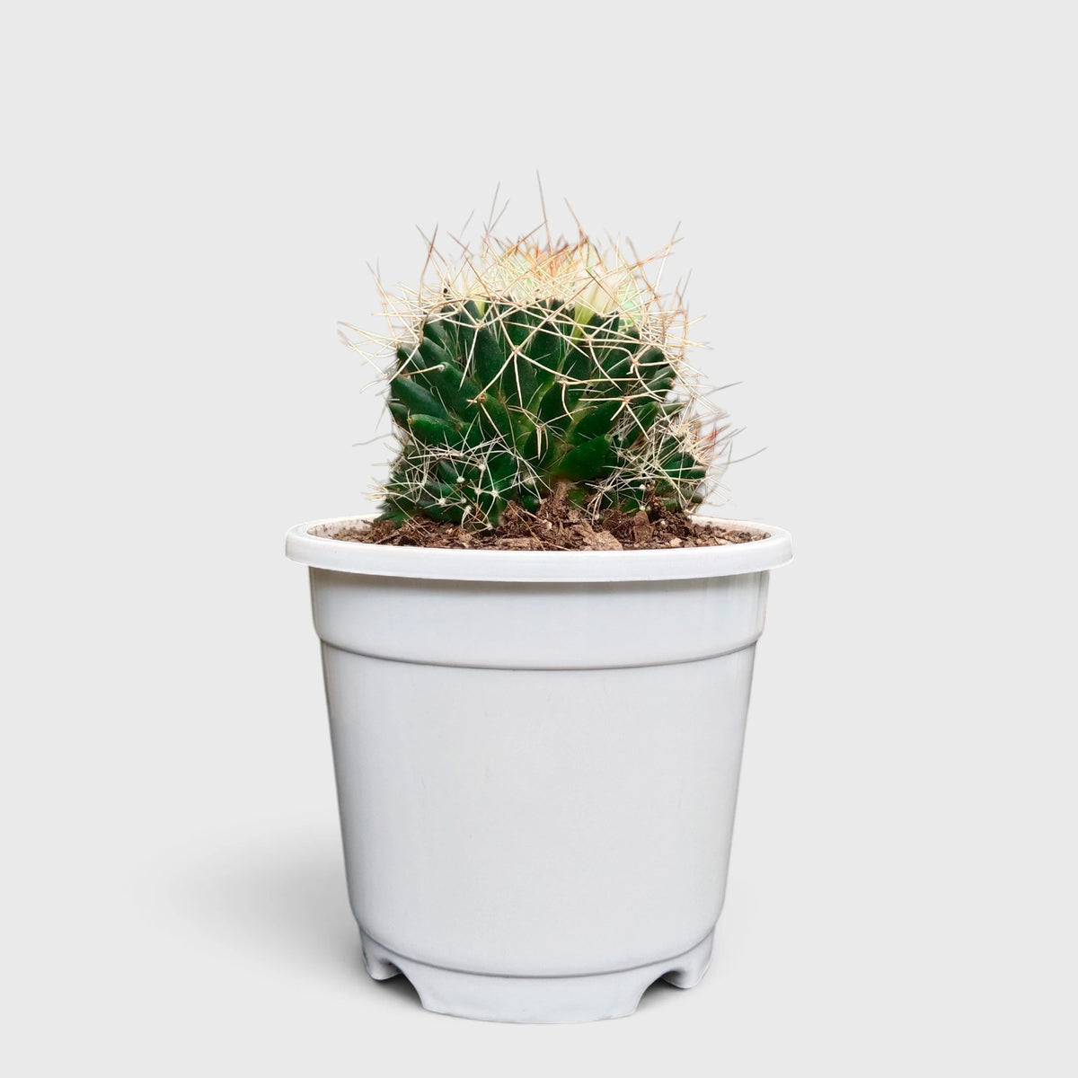 Mammillaria Decipiens (Bird's Nest Cactus) – Bristly Pincushion Cactus