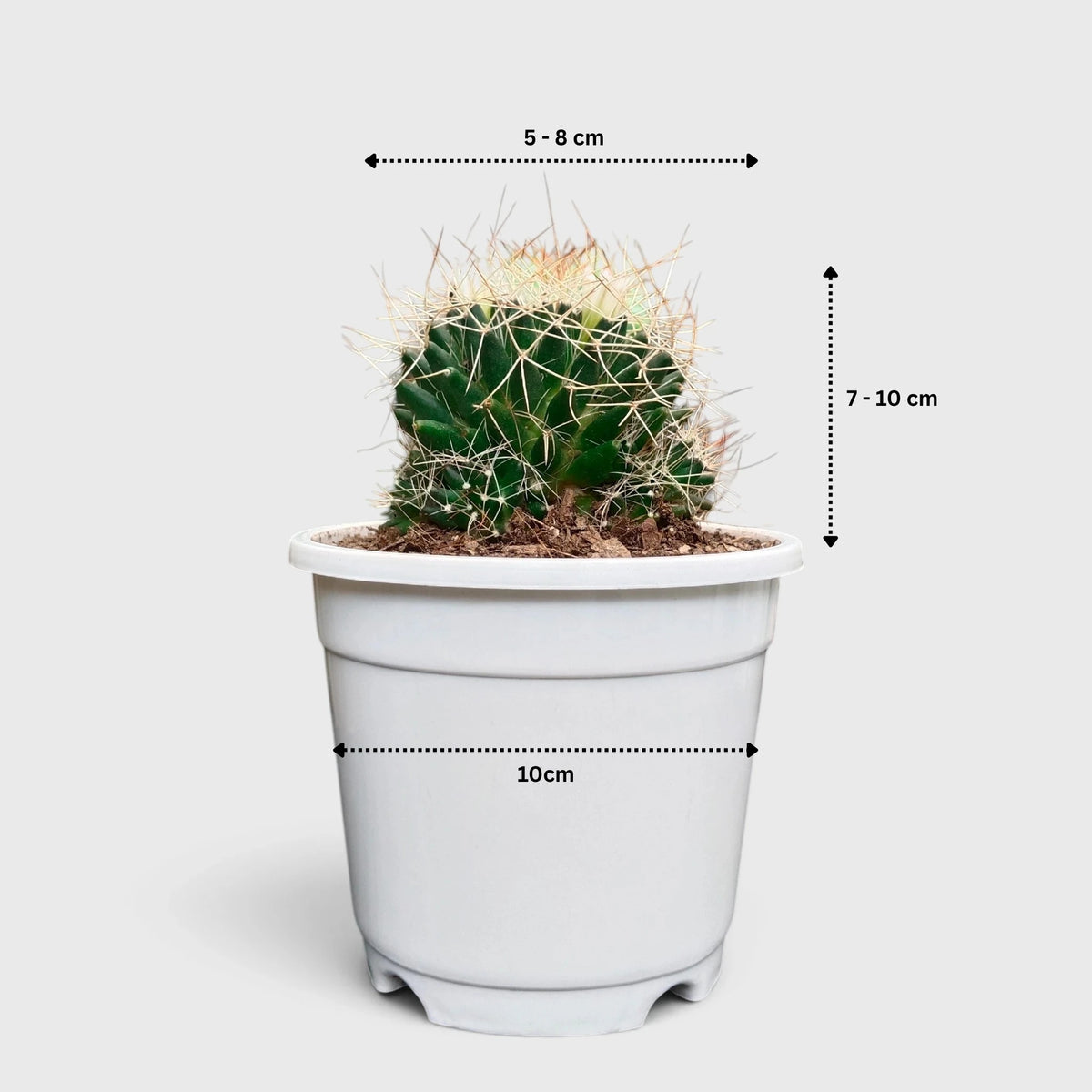 Mammillaria Decipiens (Bird's Nest Cactus) – Bristly Pincushion Cactus
