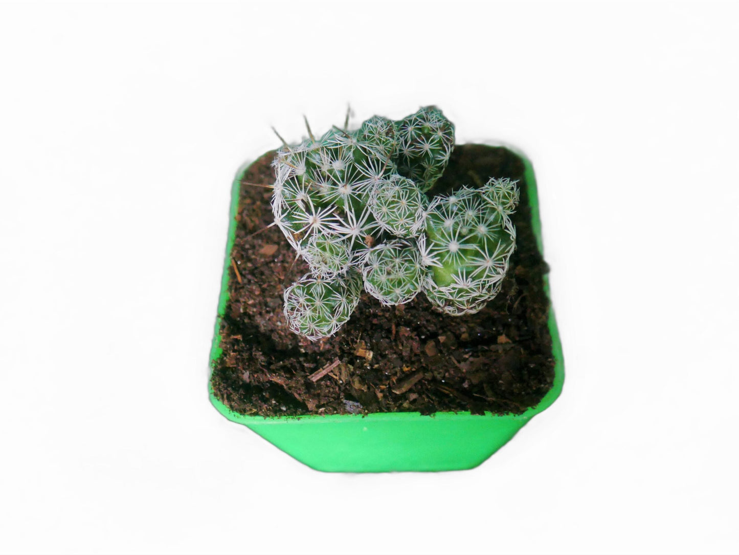 Mammillaria Gracilis Fragilis (Thimble) Cactus : Available at Frek - My Store