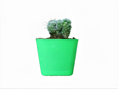 Mammillaria Gracilis Fragilis (Thimble) Cactus : Available at Frek - My Store