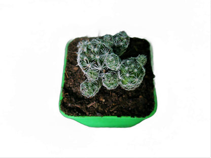 Mammillaria Gracilis Fragilis (Thimble) Cactus : Available at Frek - My Store