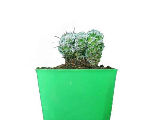 Mammillaria Gracilis Fragilis (Thimble) Cactus : Available at Frek - My Store