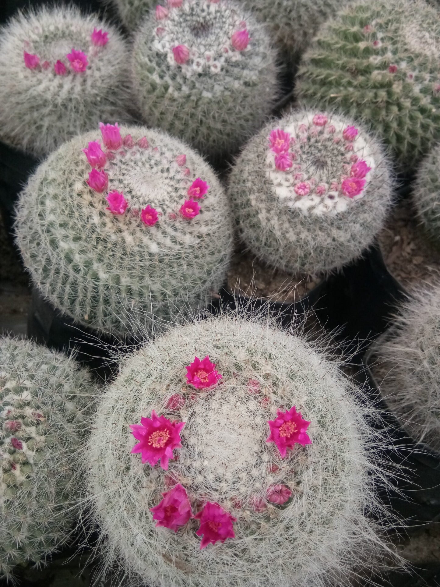 Mammillaria Hahniana (old lady cactus) - Buy now at Frek - My Store