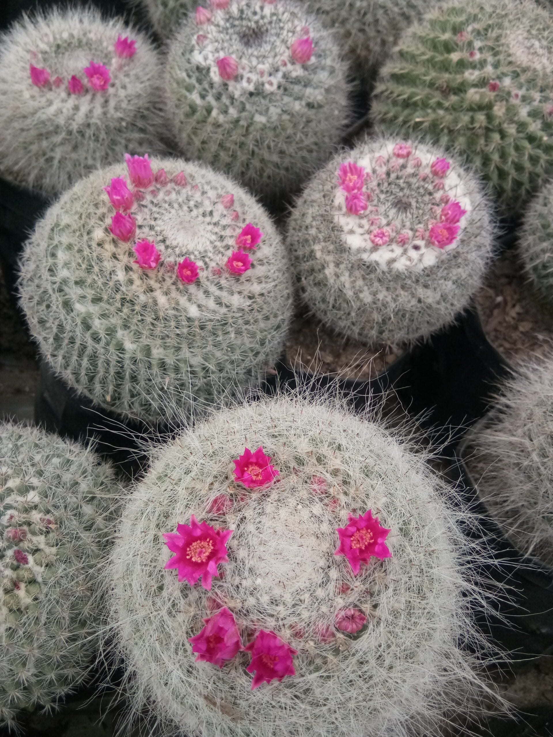 Mammillaria Hahniana (old lady cactus) - Buy now at Frek - My Store