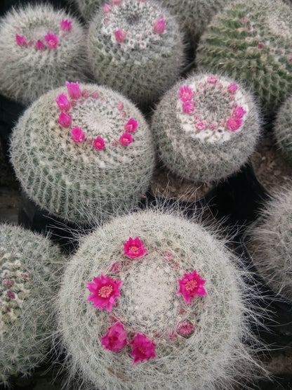 Mammillaria Hahniana (old lady cactus) - Buy now at Frek - My Store
