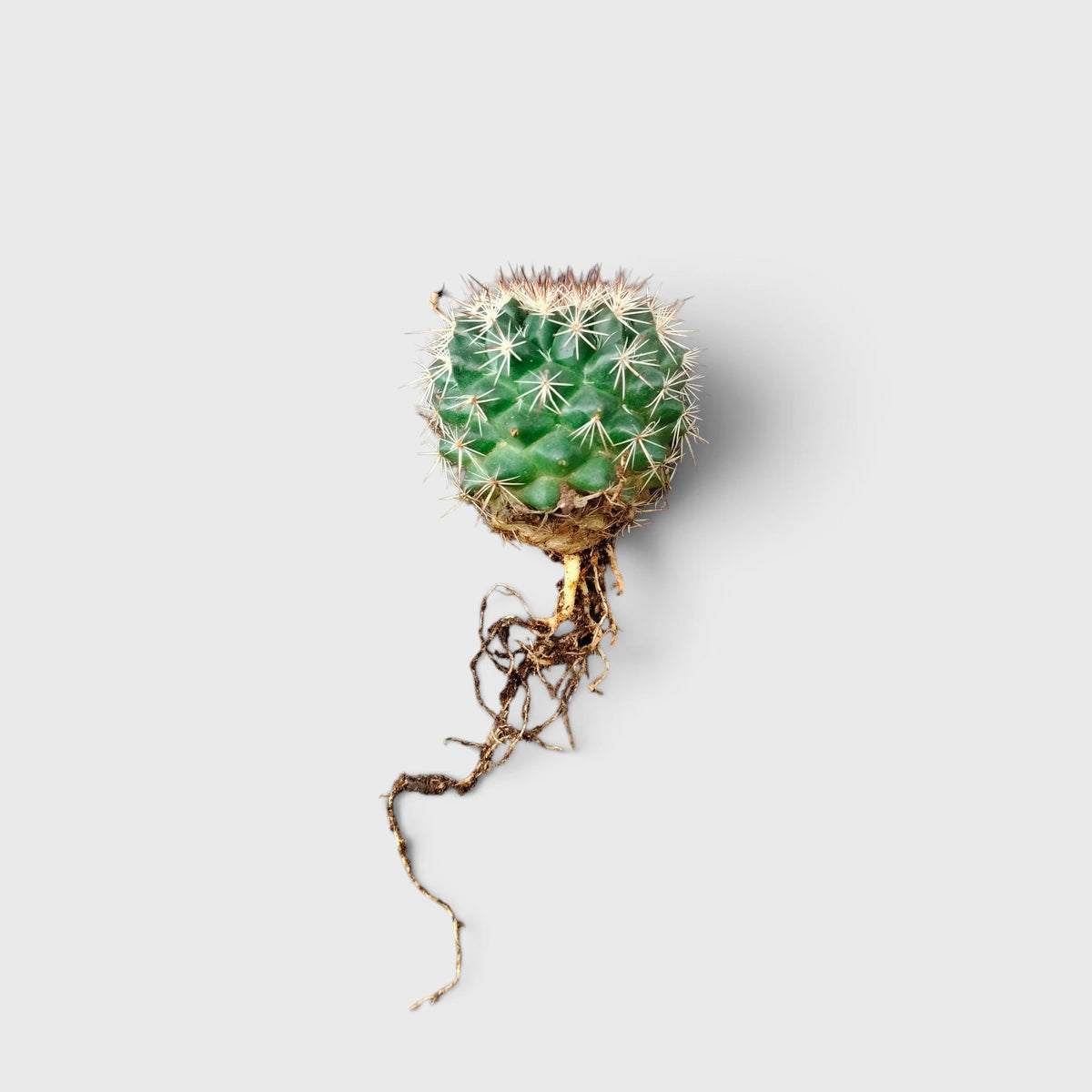 Mammillaria Hybrid Cactus – Rare Spiny Cactus for Unique Spaces