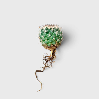 Mammillaria Hybrid Cactus – Rare Spiny Cactus for Unique Spaces