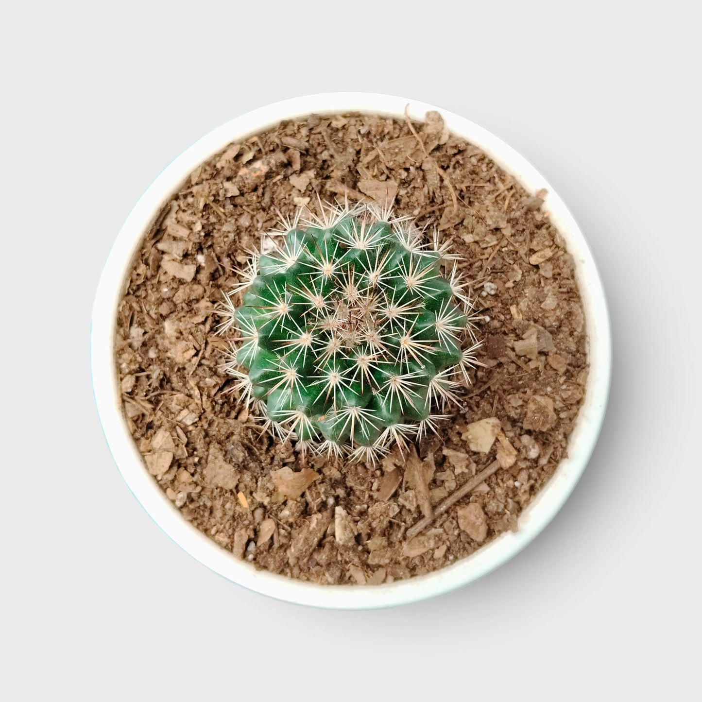 Mammillaria Hybrid Cactus – Rare Spiny Cactus for Unique Spaces