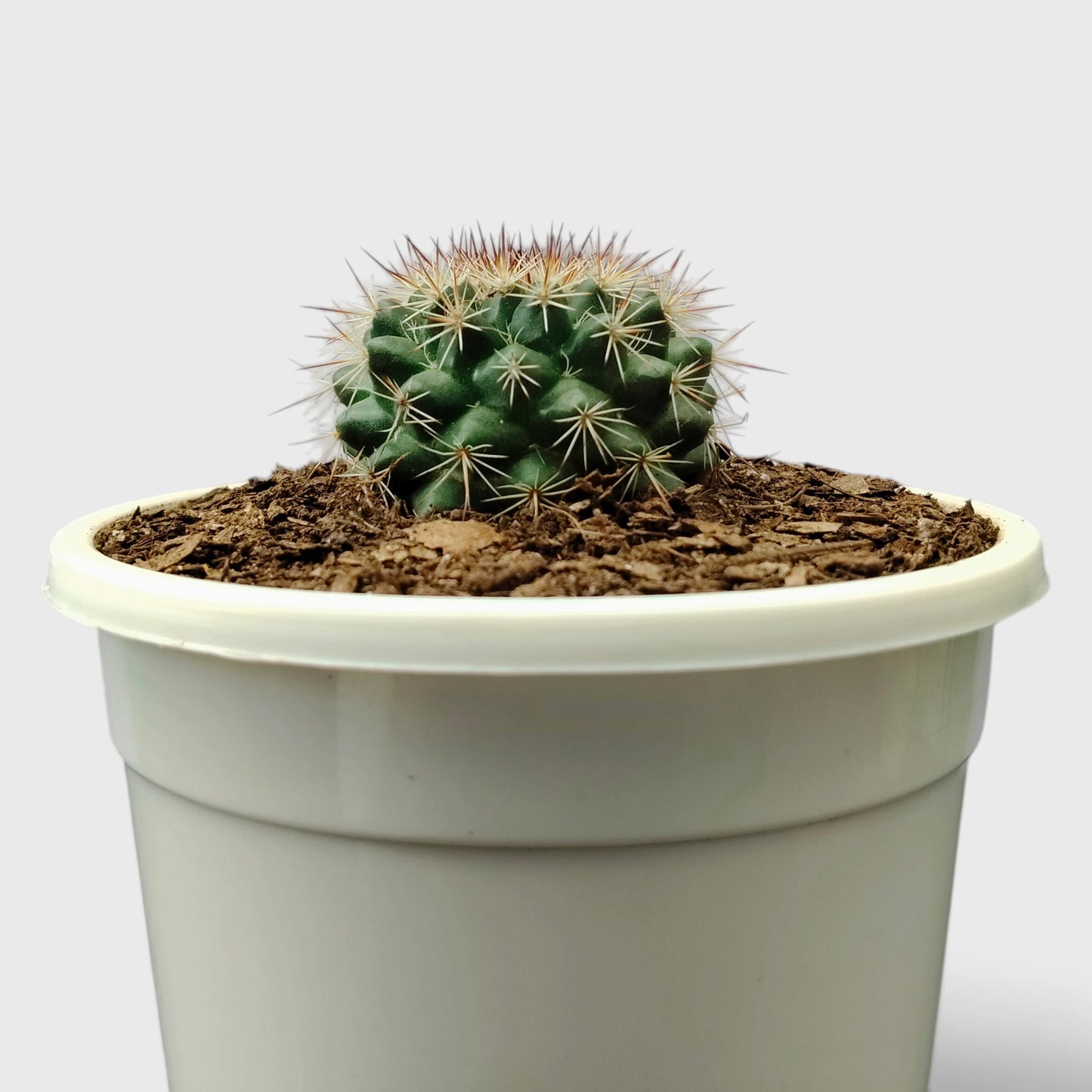 Mammillaria Hybrid Cactus – Rare Spiny Cactus for Unique Spaces