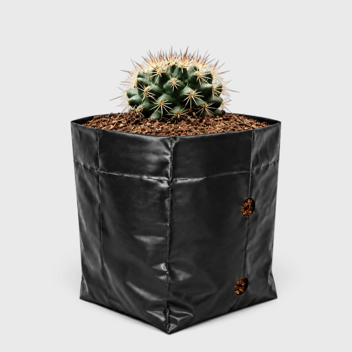 Mammillaria Hybrid Cactus – Rare Spiny Cactus for Unique Spaces