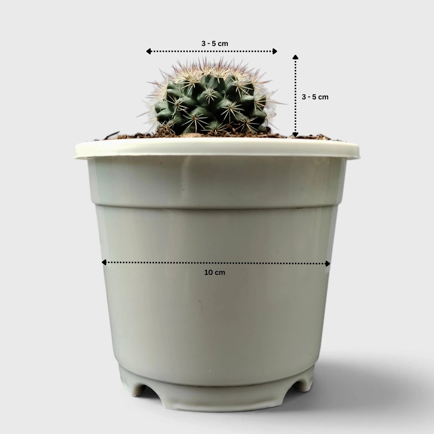 Mammillaria Hybrid Cactus – Rare Spiny Cactus for Unique Spaces
