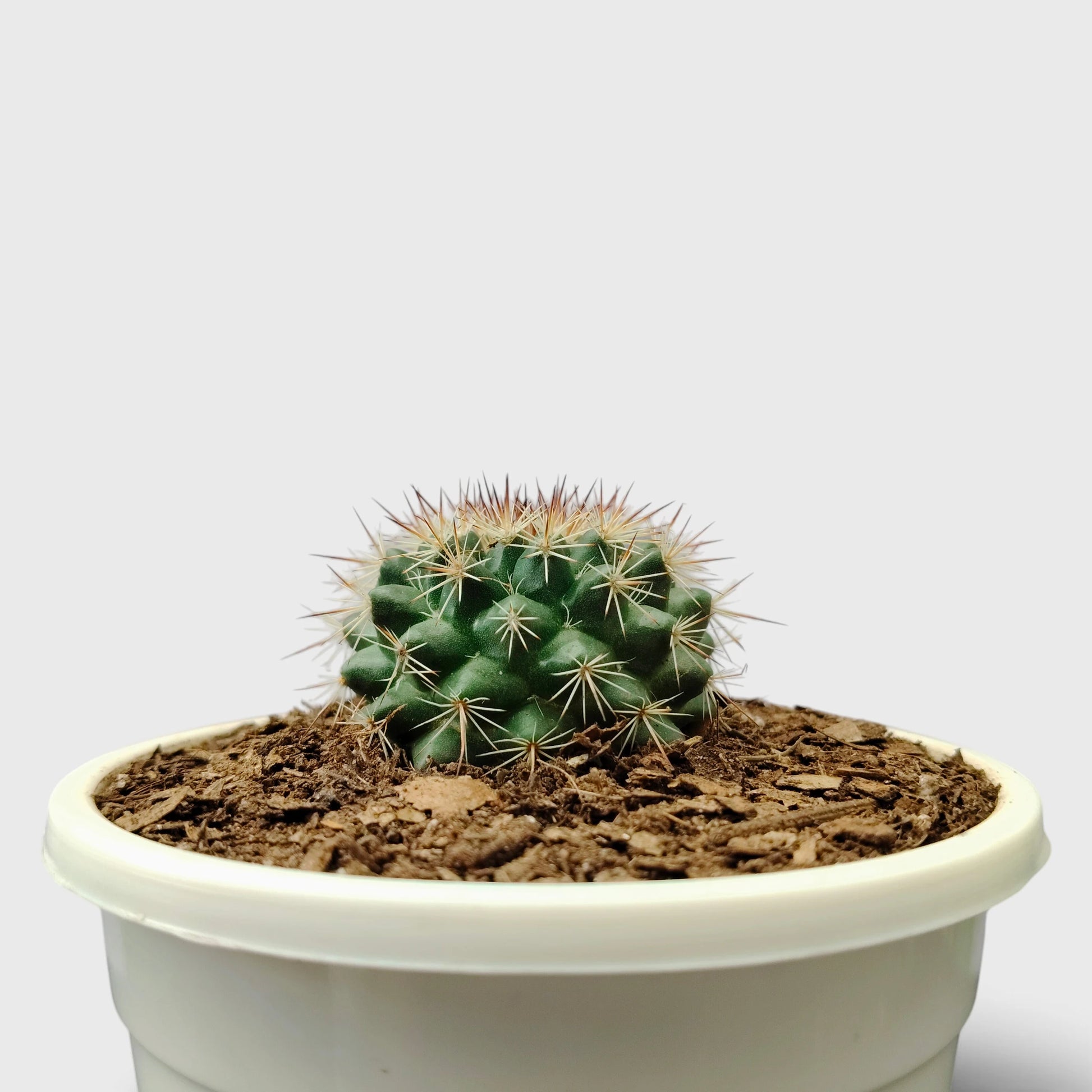 Mammillaria Hybrid Cactus – Rare Spiny Cactus for Unique Spaces