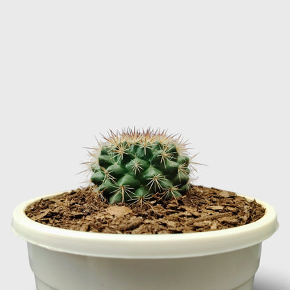 Mammillaria Hybrid Cactus – Rare Spiny Cactus for Unique Spaces