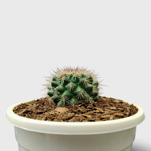 Mammillaria Hybrid Cactus – Rare Spiny Cactus for Unique Spaces