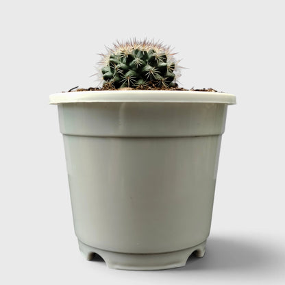Mammillaria Hybrid Cactus – Rare Spiny Cactus for Unique Spaces