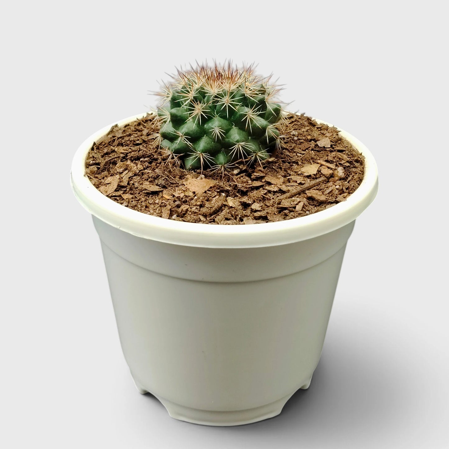 Mammillaria Hybrid Cactus – Rare Spiny Cactus for Unique Spaces