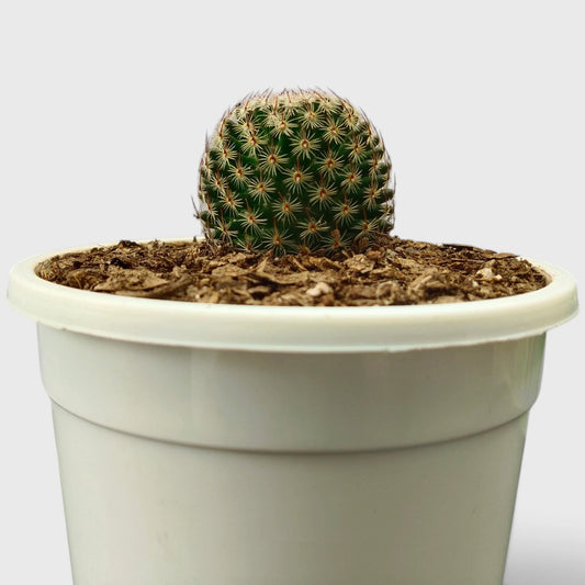 Mammillaria Matudae – Thumb Cactus Plant