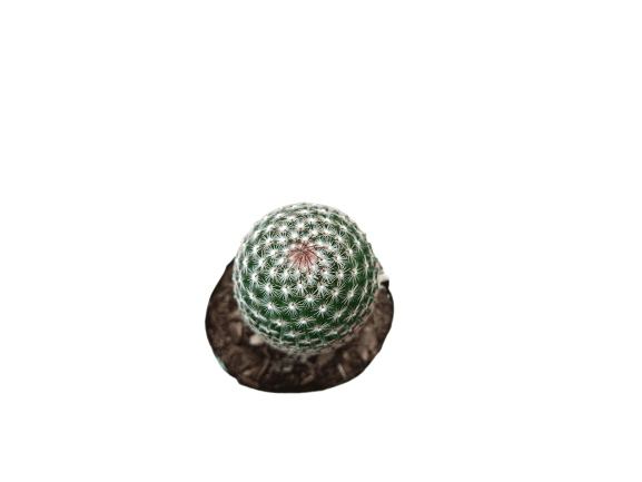 Mammillaria Matudae Cactus – Compact Beauty for Home, Office, and Garden - My Store