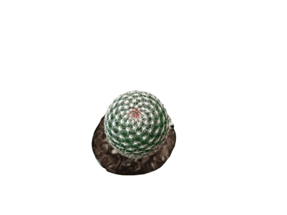 Mammillaria Matudae Cactus – Compact Beauty for Home, Office, and Garden - My Store