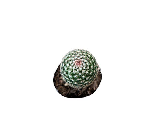 Mammillaria Matudae Cactus – Compact Beauty for Home, Office, and Garden - My Store