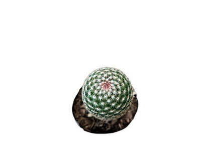 Mammillaria Matudae Cactus – Compact Beauty for Home, Office, and Garden - My Store