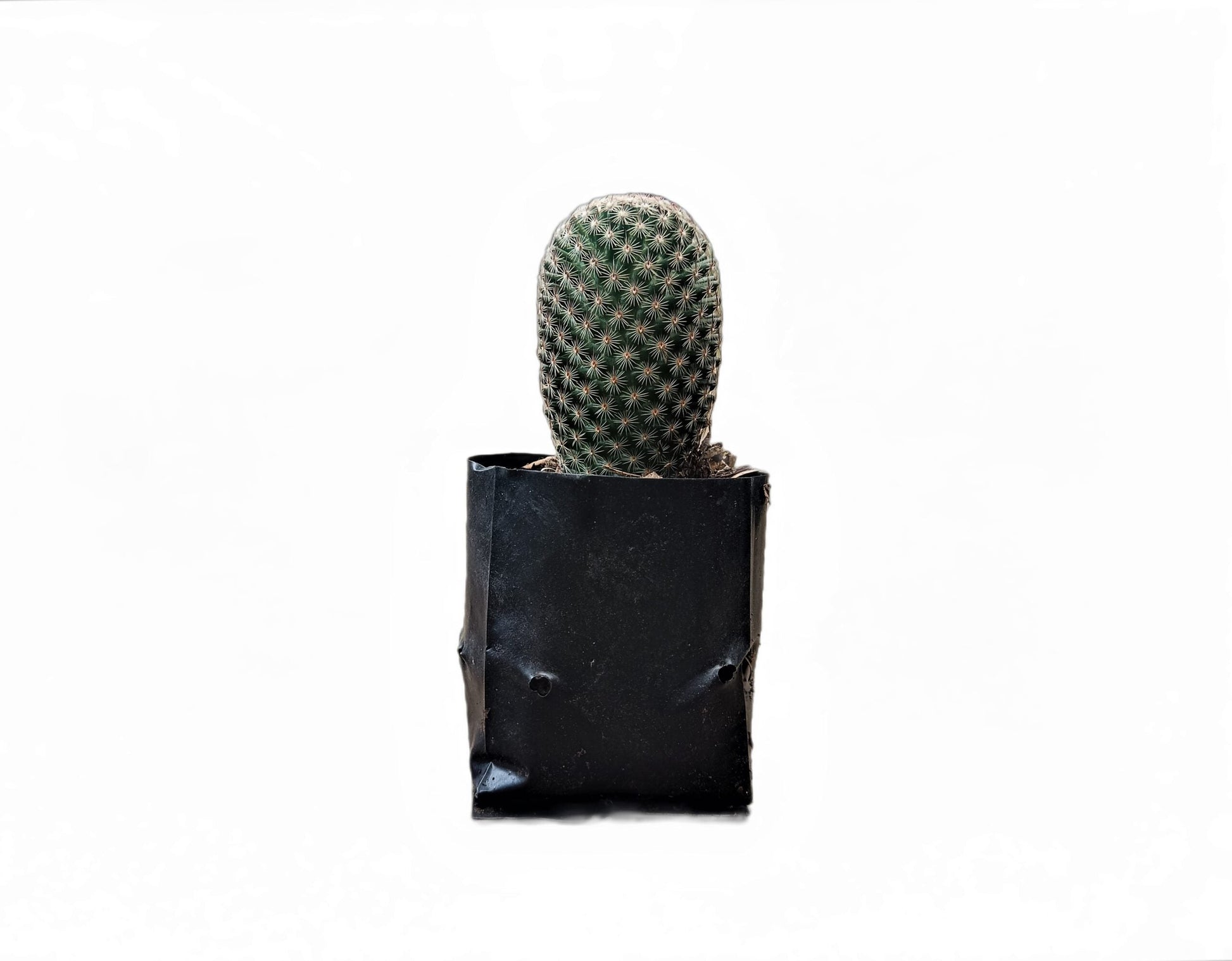 Mammillaria Matudae Cactus – Compact Beauty for Home, Office, and Garden - My Store