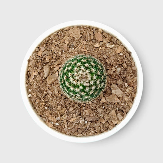 Mammillaria Matudae – Thumb Cactus Plant