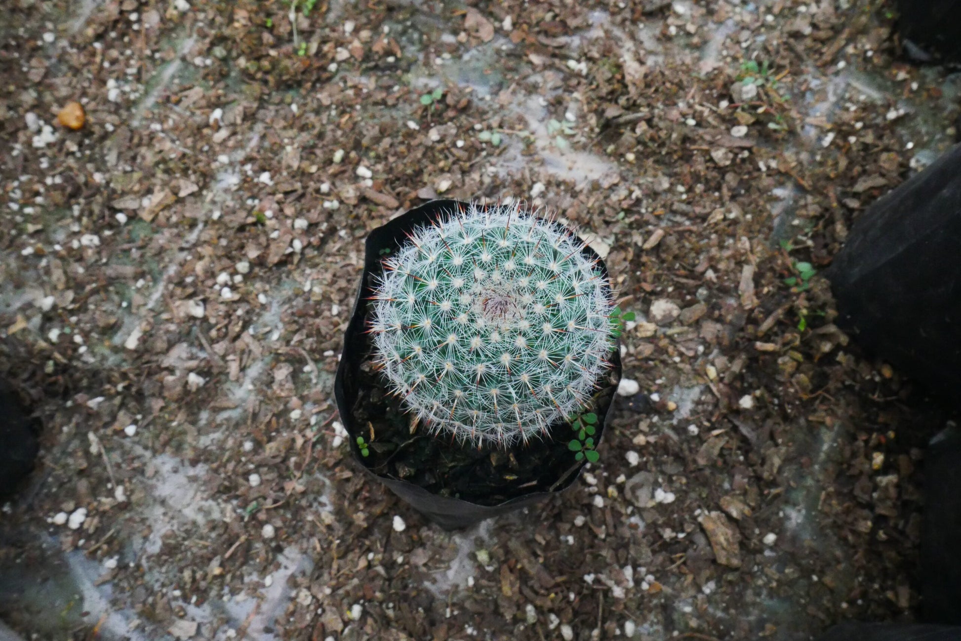 Mammillaria Microthele Cactus for Sale - Exclusively on Frek! - My Store