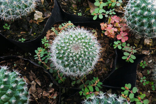 Mammillaria Microthele Cactus for Sale - Exclusively on Frek! - My Store