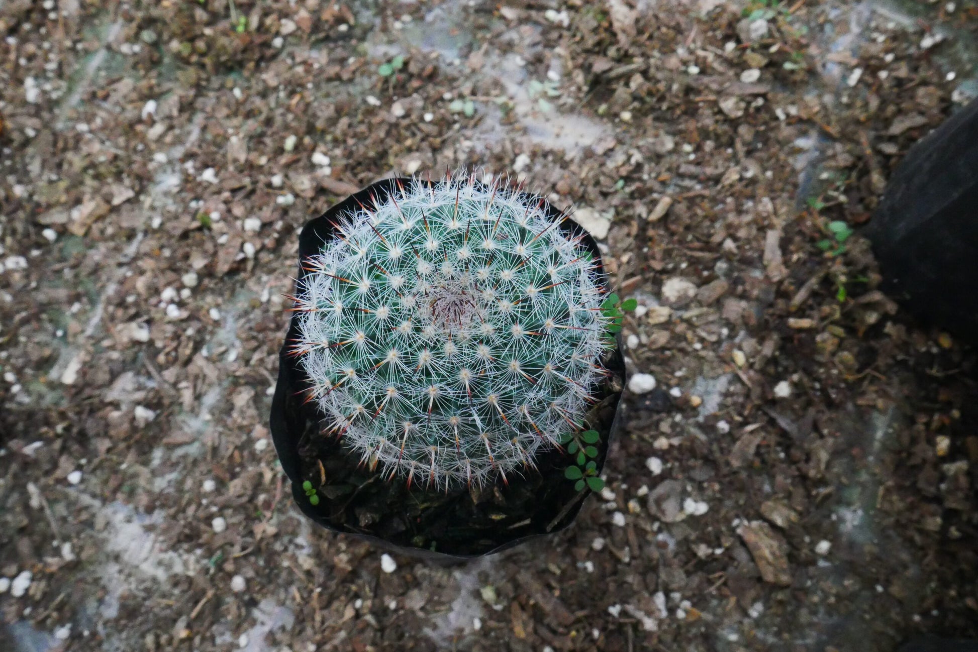 Mammillaria Microthele Cactus for Sale - Exclusively on Frek! - My Store