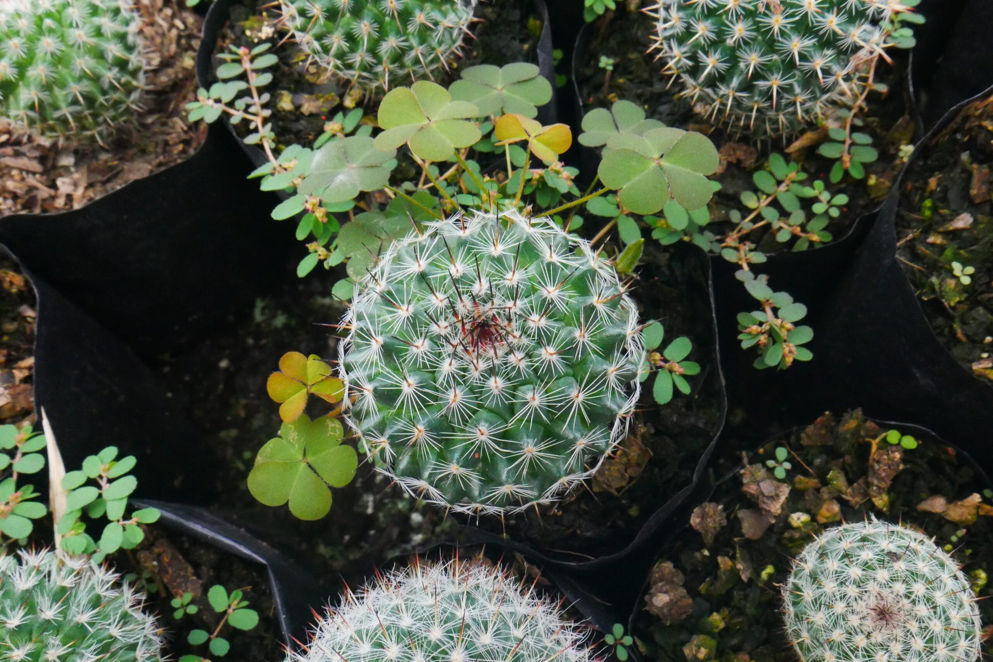 Mammillaria Microthele Cactus for Sale - Exclusively on Frek! - My Store