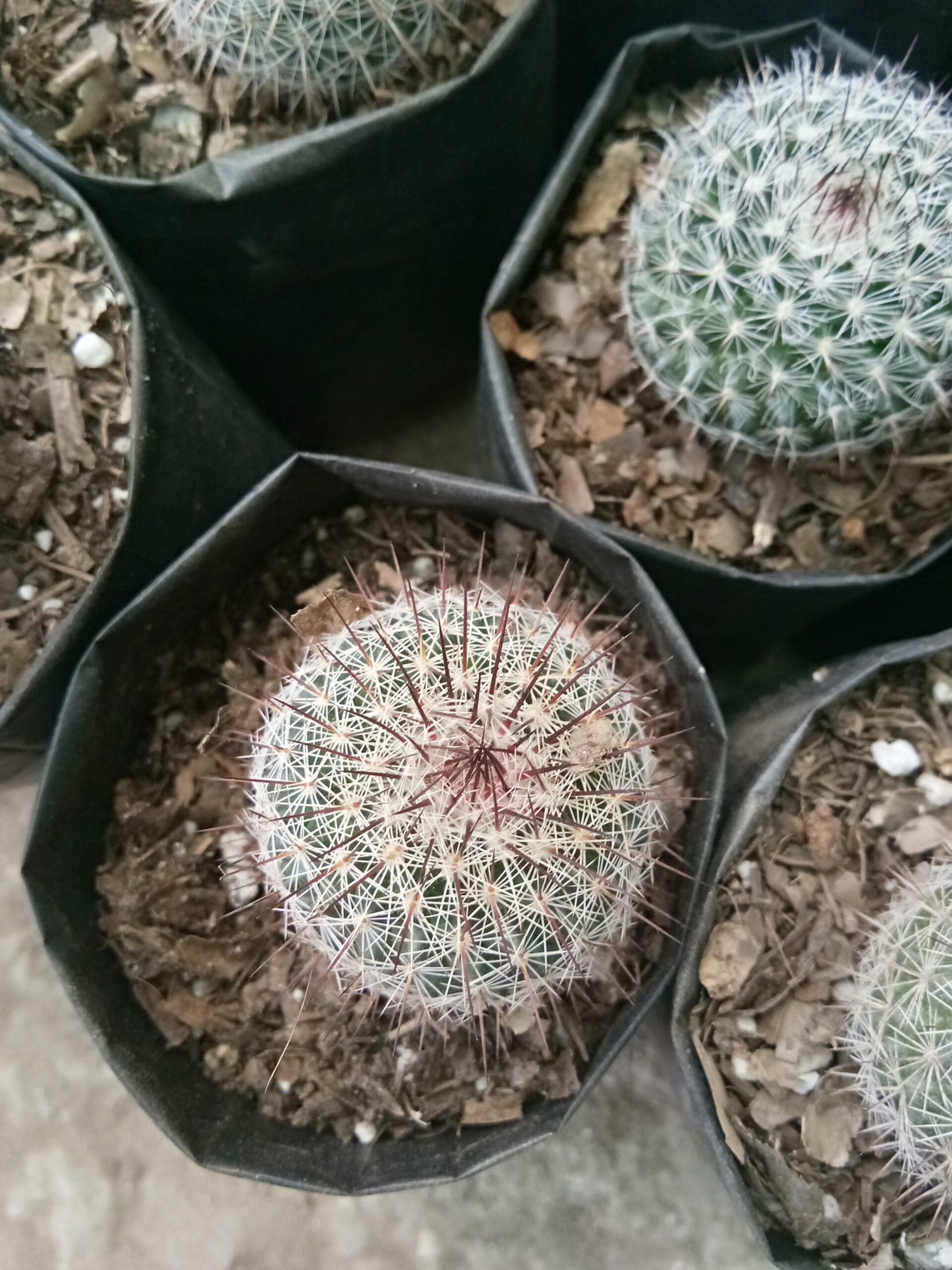 Mammillaria Parkinsoni Cactus: Enhance Your Collection at Frek - My Store