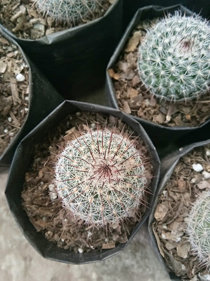 Mammillaria Parkinsoni Cactus: Enhance Your Collection at Frek - My Store