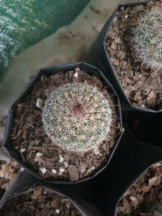 Mammillaria Parkinsoni Cactus: Enhance Your Collection at Frek - My Store