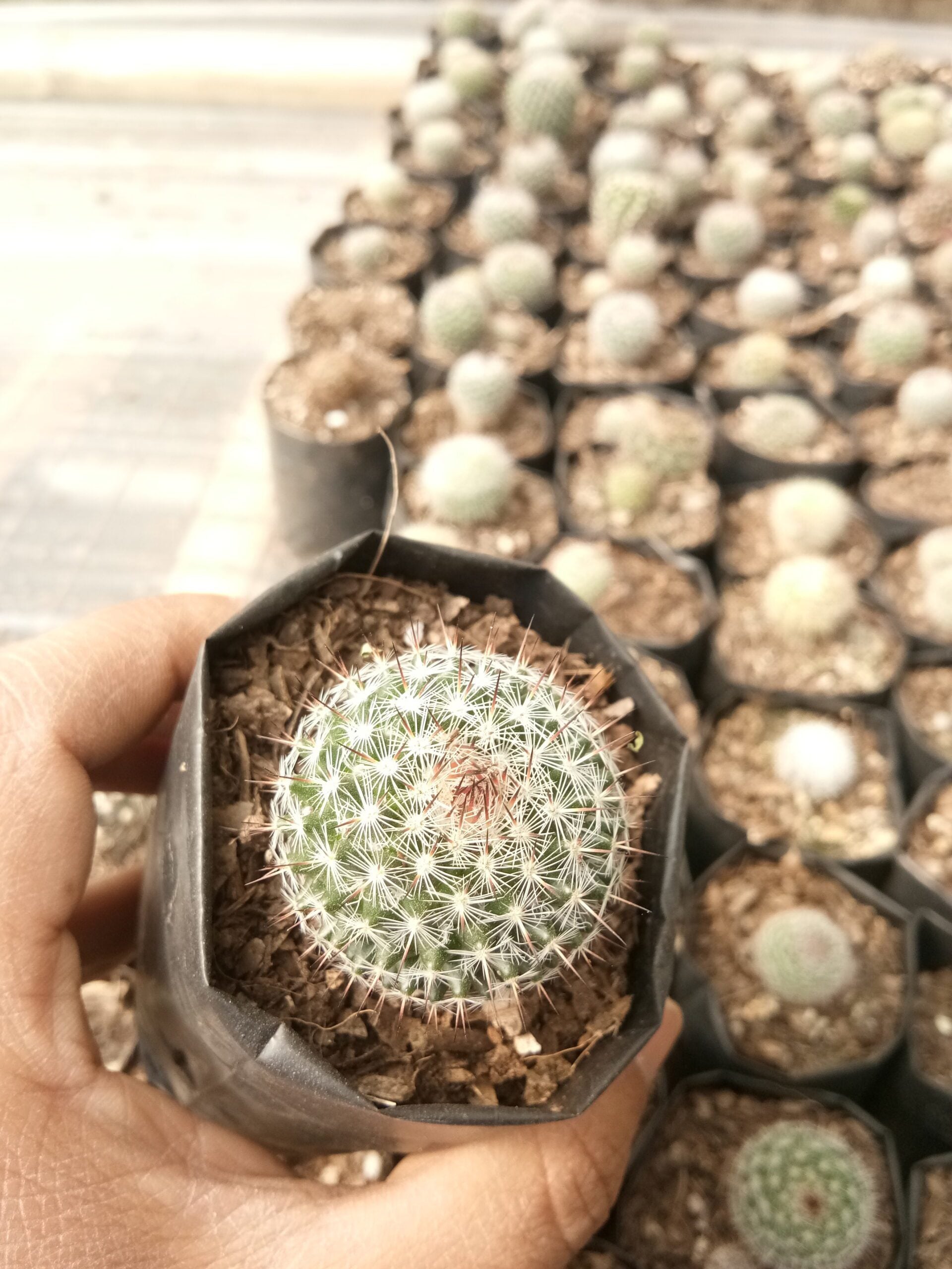 Mammillaria Parkinsoni Cactus: Enhance Your Collection at Frek - My Store