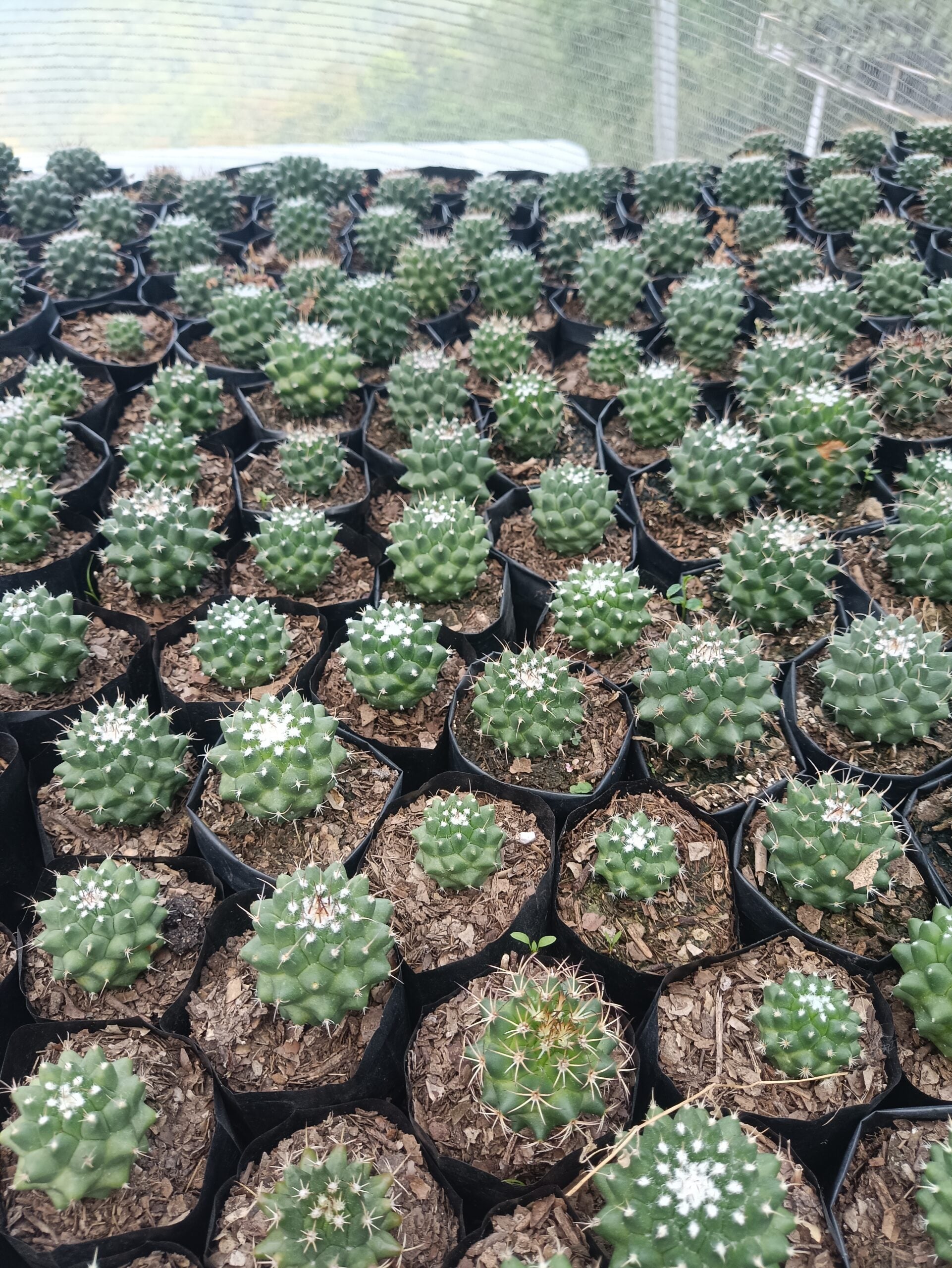 Mammillaria Pico Compacta Cactus - Available at Frek - My Store