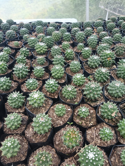 Mammillaria Pico Compacta Cactus - Available at Frek - My Store