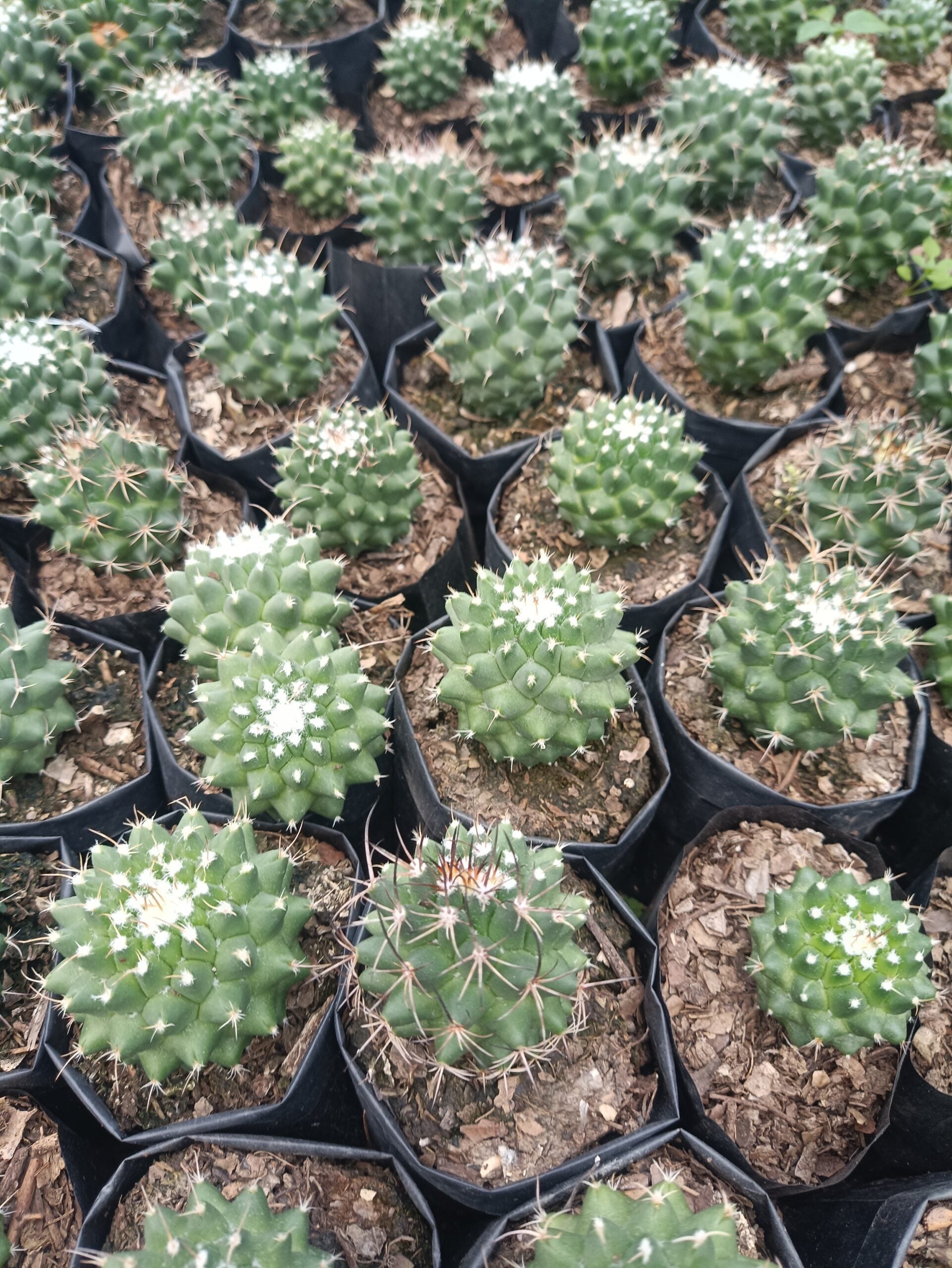 Mammillaria Pico Compacta Cactus - Available at Frek - My Store