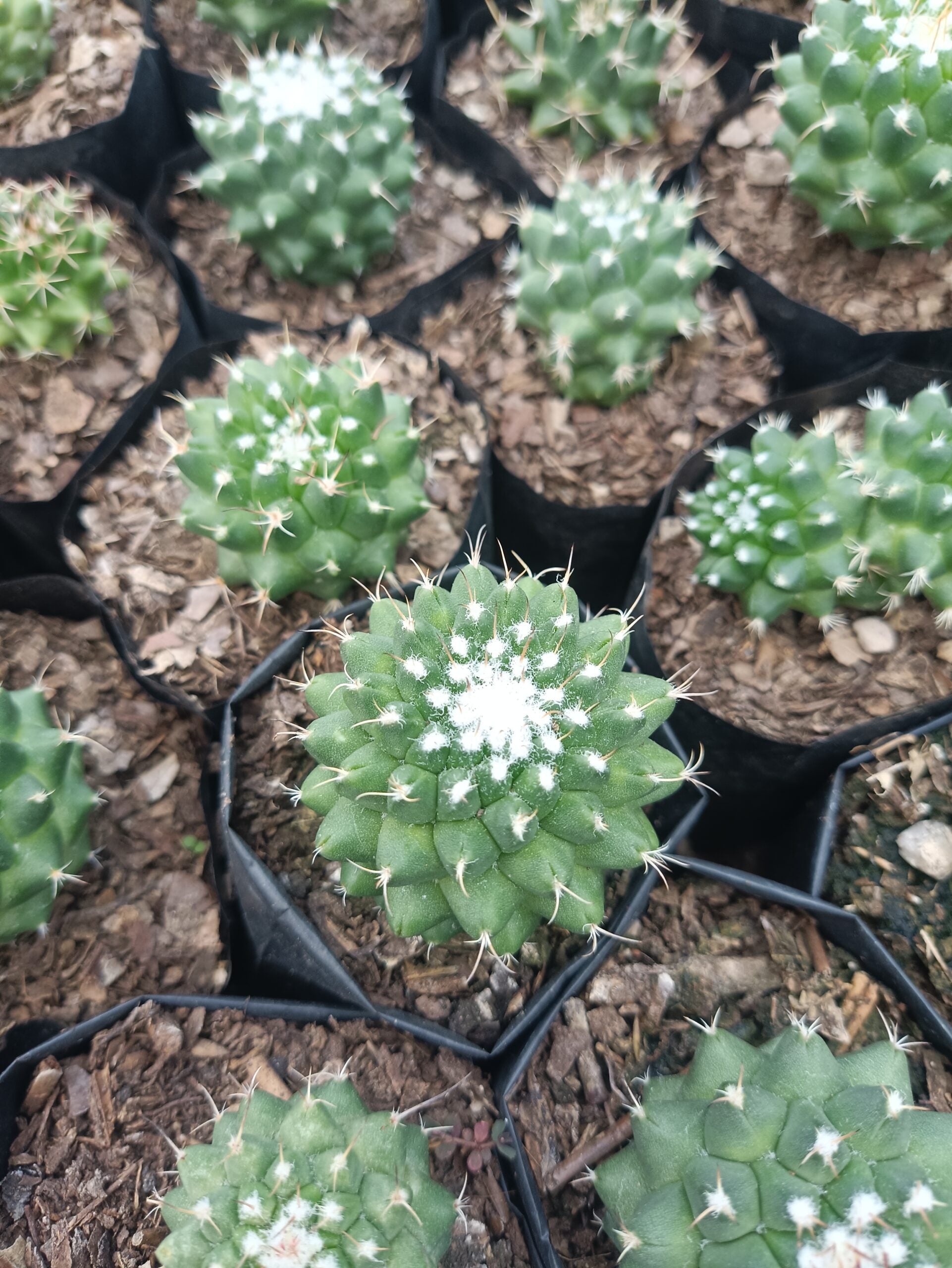 Mammillaria Pico Compacta Cactus - Available at Frek - My Store