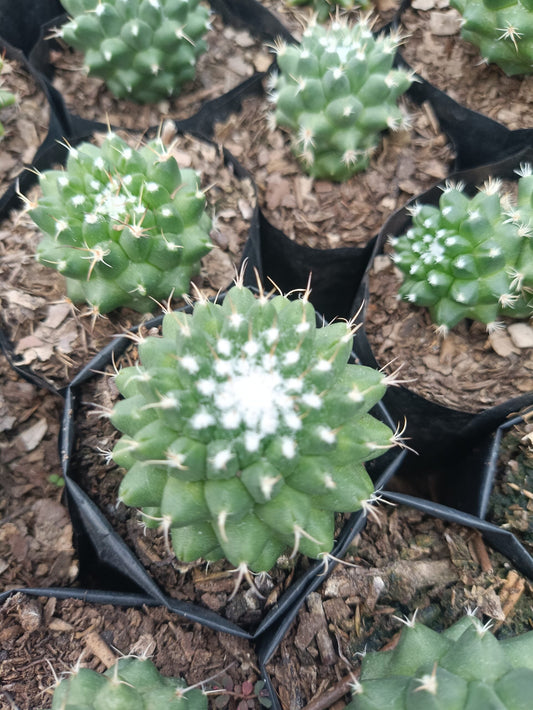 Mammillaria Pico Compacta Cactus - Available at Frek - My Store