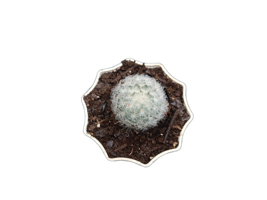 Mammillaria Plumosa Cactus: A Feathery Delight for Any Space - My Store