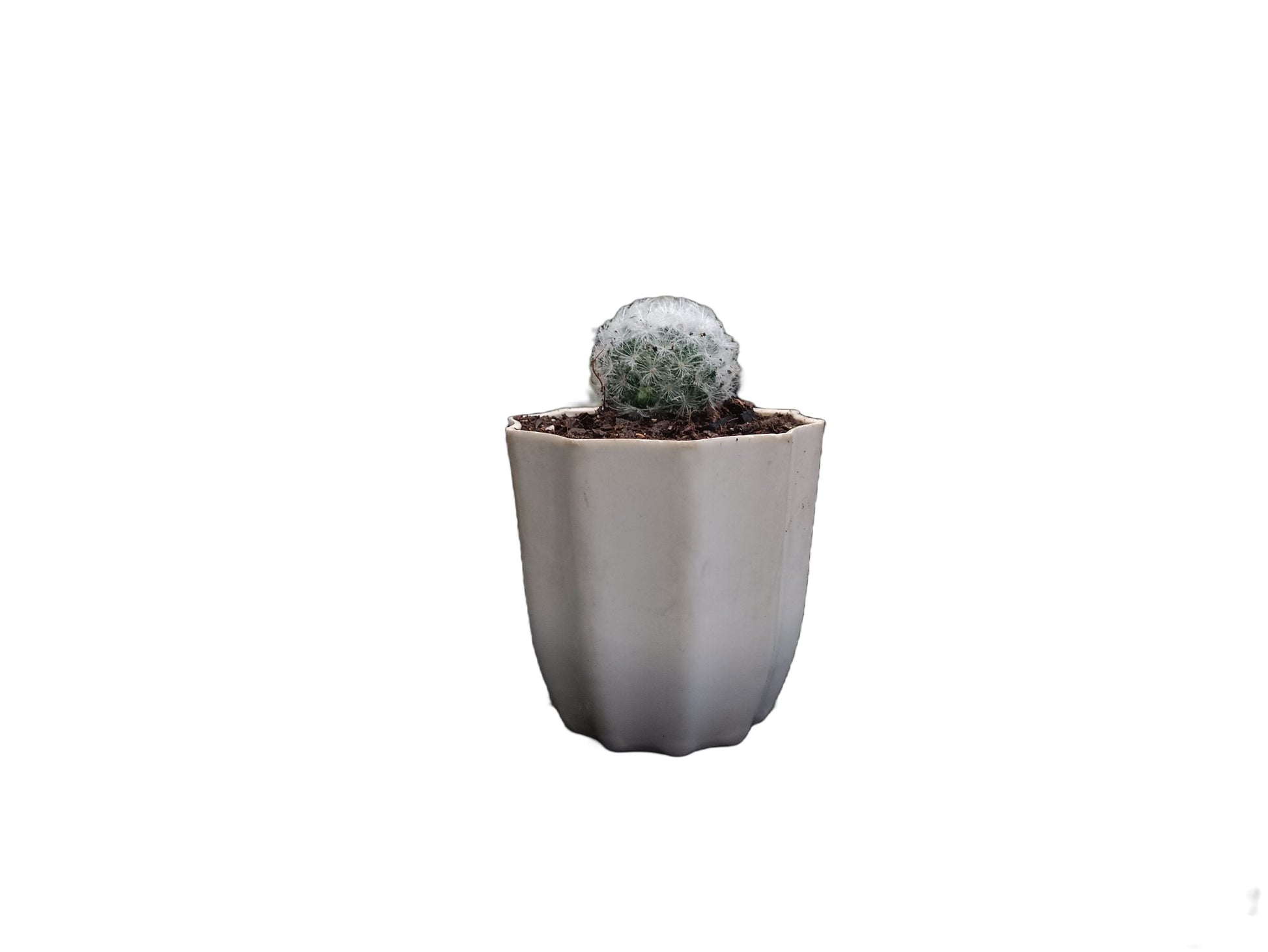 Mammillaria Plumosa Cactus: A Feathery Delight for Any Space - My Store