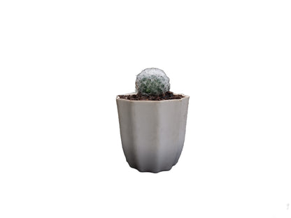 Mammillaria Plumosa Cactus: A Feathery Delight for Any Space - My Store