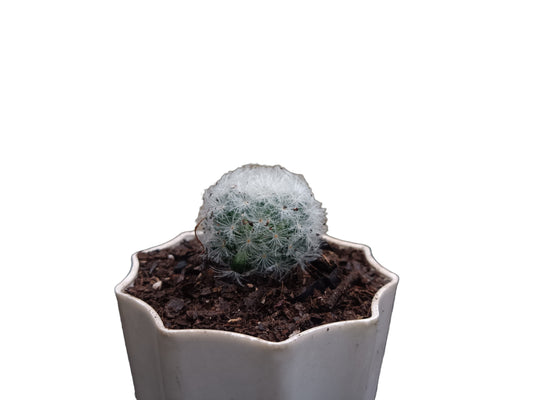 Mammillaria Plumosa Cactus: A Feathery Delight for Any Space - My Store