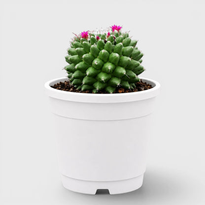 Mammillaria Polythele | Mature Flowering Cactus Live Plant