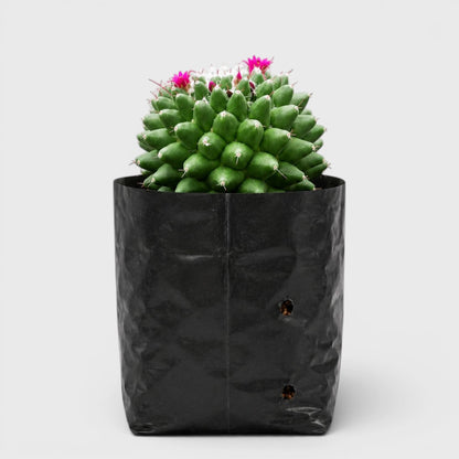 Mammillaria Polythele | Mature Flowering Cactus Live Plant